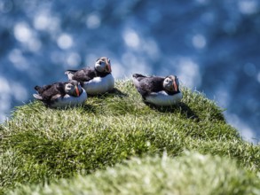 Puffin (Fratercula arctica) on a rocky cliff, Heimaey Island, Westman Islands, Iceland
