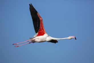 Pink flamingo, Phoenicopterus roseus, flies, Camargue, France