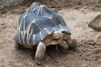 Radiated tortoise walking on ground, Astrochelys radiata. Critically endangered tortoise species,
