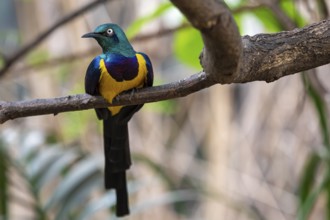 Golden breasted Starling, Cosmopsarus regius, Glossy Starling sitting on the tree branch. Beautiful