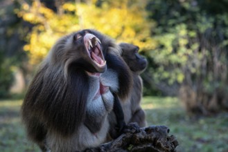 Alpha male of Gelada Baboon, Theropithecus gelada, beautiful ground primate. Monkey shows big teeth