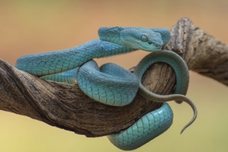 The white-lipped pit viper, is a venomous pit viper species endemic to Southeast Asia