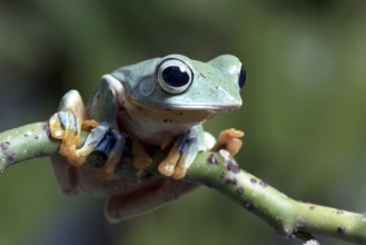 Flying green tree frog on a leaf