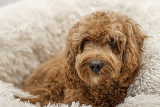 Cavapoo dog in his bed, mixed -breed of Cavalier King Charles Spaniel and Poodle