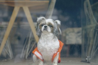 A Shih Tzu dog wearing an orange vest gazing through a glass window with a serious expression