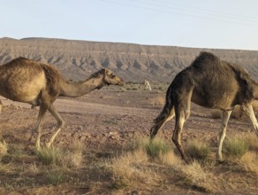Dromedaries grazing in the Saharan desert in Morocco