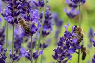 The bee pollinates the lavender flowers