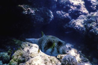 White-spotted puffer Underwater (Arothron hispidus) Marine life