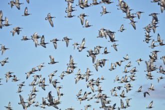 Flock of Barnacle geese (Branta leucopsis) flying in the sky migrating on a autumn day