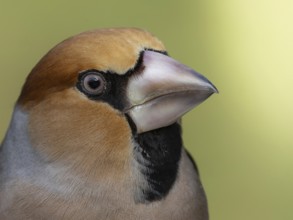 Hawfinch (Coccothraustes coccothraustes) close-up, protected forest, Black Forest, Germany