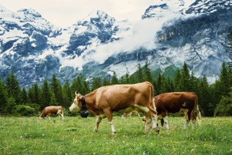 Cows grazing in a lush field with towering snowy mountains in the background, Alpine cows,