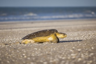 A turtle at 80 mile beach in Australia