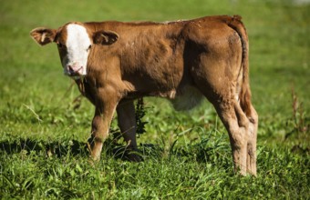 Dairy cows on summer pasture, symbolic photo for milk production and organic farming Austria