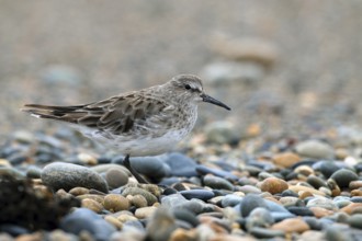 Baird's Sandpiper, Calidris bairdii, Patagonia, Argentina