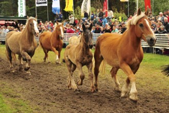 Europe's largest cold-blooded show Titans of the racecourse