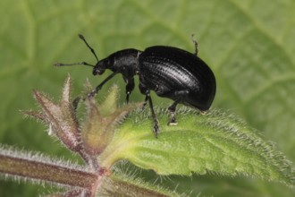 Black-legged weevil