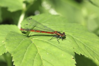 Large red damselfly, Pyrrhosoma nymphula, Large red damselfly