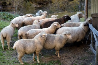 Flock of sheep waiting patiently outside the barn door for admission and the eagerly awaited