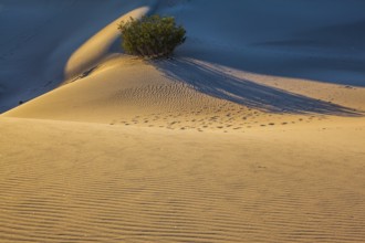 Small ripples of sand orange and traces of animals and people covered dunes. Early morning in a