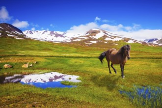 Bay Icelandic horse grazing in the meadow. Summer Iceland. Small lake surrounded by green fields