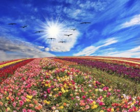 The field of flowers. Flies over a field flock of cranes. Flowers grow stripes of different colors