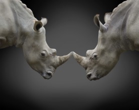 Two rhinos in threat posture opposite one another