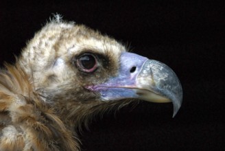 Egyptian Vulture (Aegypius tracheliotus Syn. Torgos tracheliotus), captive, Baden-Württemberg,