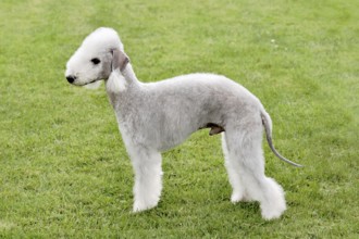 Typical Bedlington Terrier in the spring garden