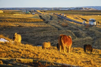 Iceland of grassland horse (wild). Shooting Location: Iceland, Reykjavik