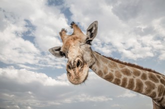 Close up photo of the neck and face of a giraffe, stretching his neck out towards the viewer, while