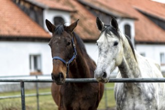 Two bay horses in a paddock on a farm in eastern Poland in Europe