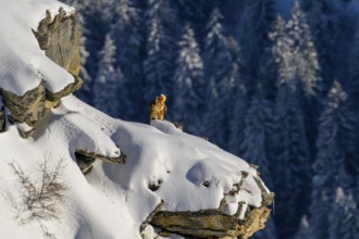 Bearded vulture (Gypaetus barbatus) sitting on a snow-covered rock surrounded by snowy forest in