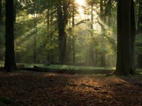 Beech forest with fog and warm sunshine in autumn, fall, Denmark