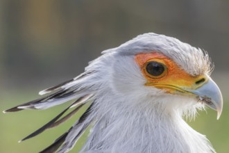 Secretarybird Close up portrait, African bird of prey (Sagittarius serpentarius)