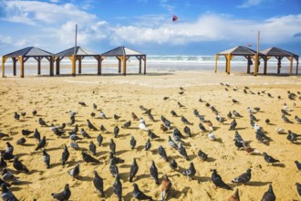 Large flock of pigeons resting on the sand. Windy winter day on the beach