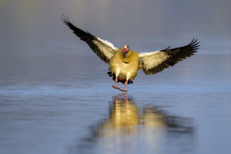 A Nile Goose (Alopochen aegyptiaca) flies just above the water with its wings spread, Kassel,