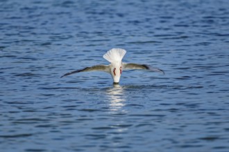A black-headed gull (Chroicocephalus ridibundus) dives headfirst into the water, wings outstretched