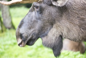 Detail of the head of a male elk moose in autumn, Alces alces