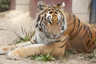 Rescued tiger lying relaxed in the enclosure, 2015