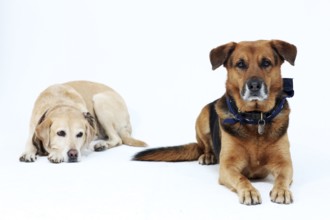 Portrait of 2 dogs in the studio