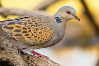 Turtle Dove, Streptopelia turtur, Mediterranean Forest, Castilla y Leon, Spain