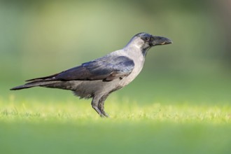 Glossy crow, (Corvus splendens), omnivore, genus of ravens and crows, corvids, Al Qurm Park,