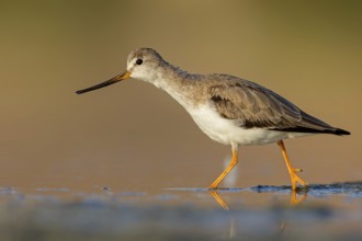 Terek sandpiper, (Xenus cinereus), animal, animals, bird, birds, snipe family, snipe, biotope,