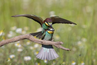 Bee-eater, (Merops apiaster), copula, mating, Tiszaalpár, Kiskunsági National Park, Bács-Kiskun,
