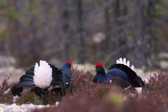 Black grouse, Lyrurus tetrix, Tetrao tetrix, Bavaria, Bavaria, Federal Republic of Germany