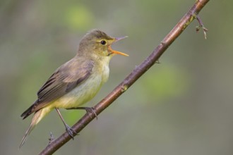 Icterine Warbler, Hippolais icterina, HypolaÔs ictÈrine, Zarcero Icterino, Worms,