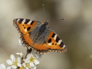 Small tortoiseshell, (Aglais urticae), butterfly, butterfly, animals, insects, butterflies, sits on