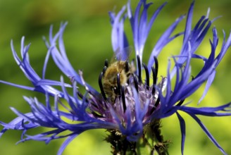 Blue cornflower with bee in the garden. Blue cornflower with bee