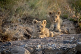 Two Lion cubs laying in a dry riverbed in the Pilanesberg National Park, South Africa