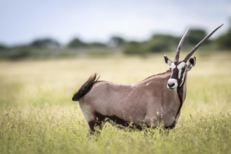 Gemsbok standing in high grass in the Central Khalahari, Botswana